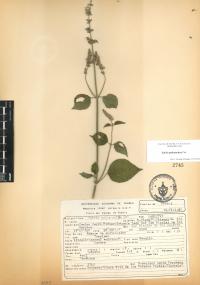 Salvia polystachia image