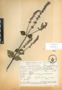 Salvia polystachia image