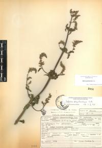 Salvia polystachia image