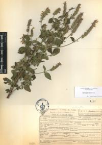 Salvia polystachia image