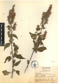 Salvia polystachia image