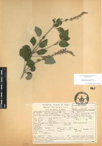Salvia polystachia image