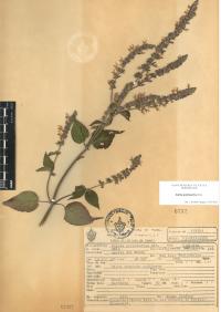 Salvia polystachia image