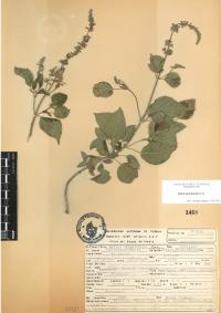 Salvia polystachia image