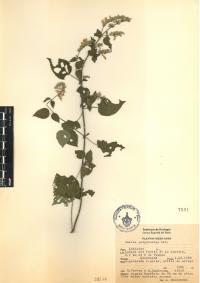 Salvia polystachia image