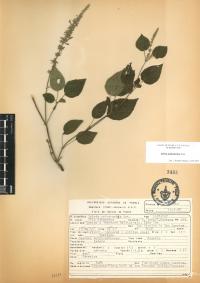 Salvia polystachia image