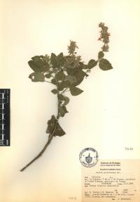 Salvia polystachia image