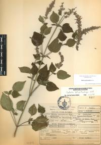 Salvia polystachia image
