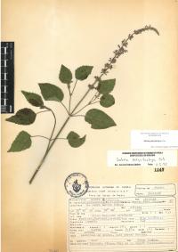 Salvia polystachia image