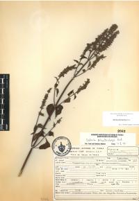 Salvia polystachia image