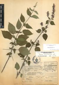 Salvia polystachia image