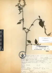 Salvia polystachia image