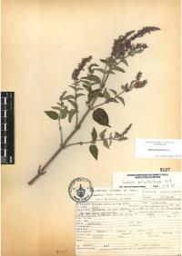 Salvia polystachia image