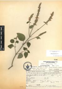 Salvia polystachia image