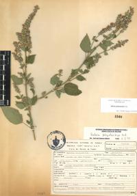 Salvia polystachia image