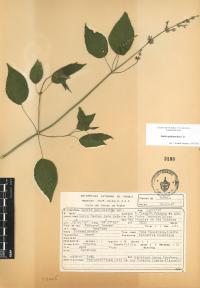Salvia polystachia image