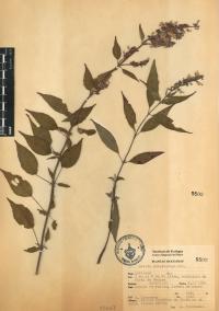 Salvia polystachia image