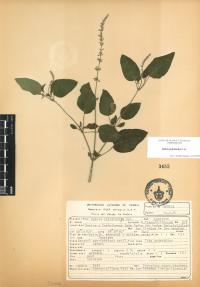 Salvia polystachia image