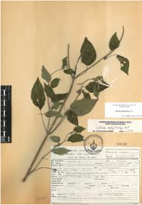 Salvia polystachia image