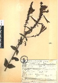 Lamourouxia rhinanthifolia image