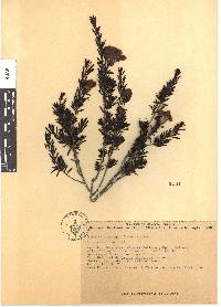 Leucophyllum pringlei image
