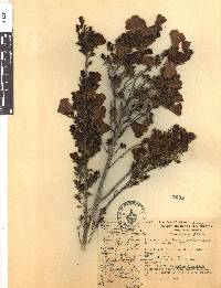 Leucophyllum pringlei image