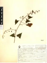 Maurandella antirrhiniflora image