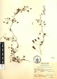 Maurandella antirrhiniflora image