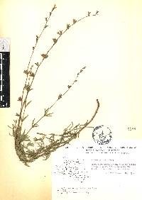 Salvia reptans image