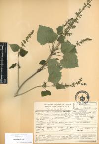 Salvia tiliifolia image