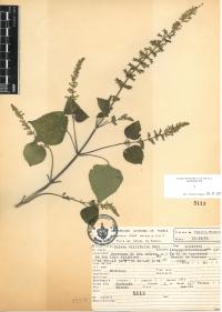 Salvia tiliifolia image