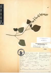 Salvia tiliifolia image