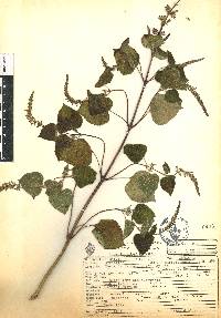 Salvia tiliifolia image