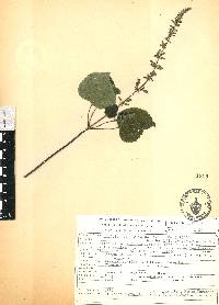 Salvia tiliifolia image