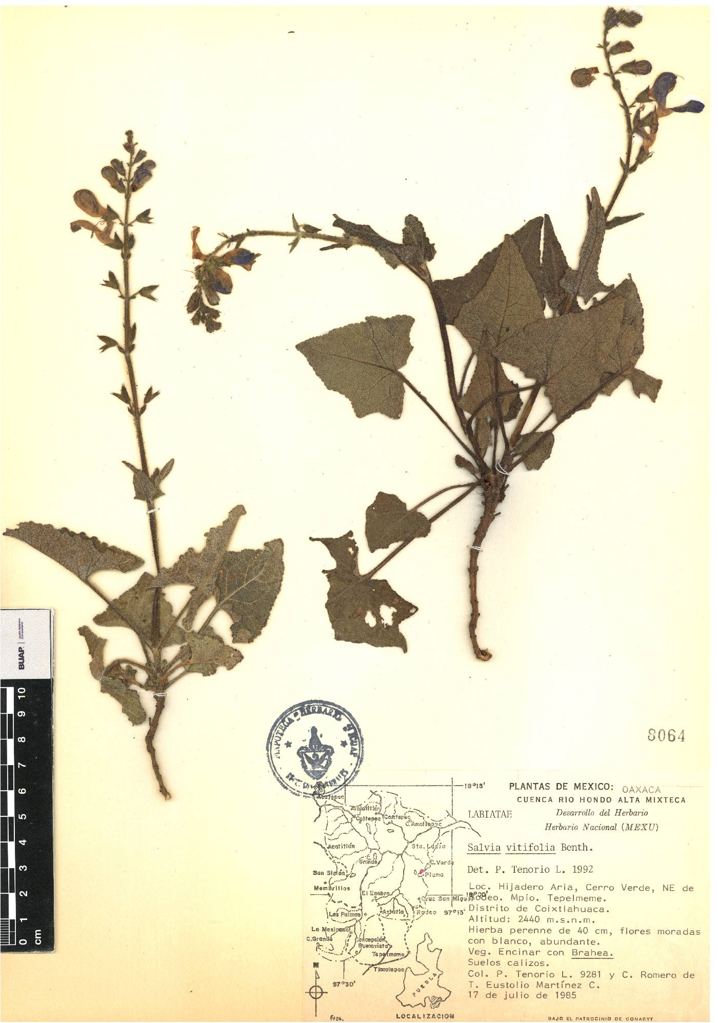 Salvia vitifolia image