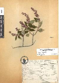 Salvia lasiantha image