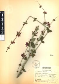 Russelia retrorsa image