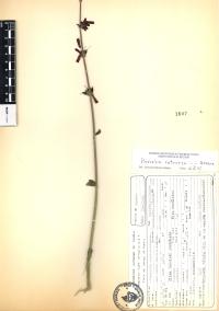 Russelia retrorsa image
