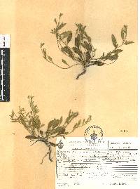 Bouchetia erecta image