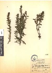 Teucrium cubense image