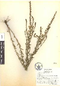 Teucrium cubense image