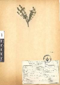 Thymus vulgaris image