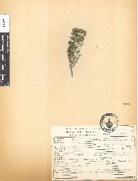 Thymus vulgaris image