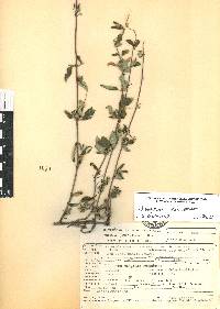 Clinopodium macrostemum image