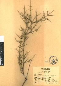 Adolphia infesta image