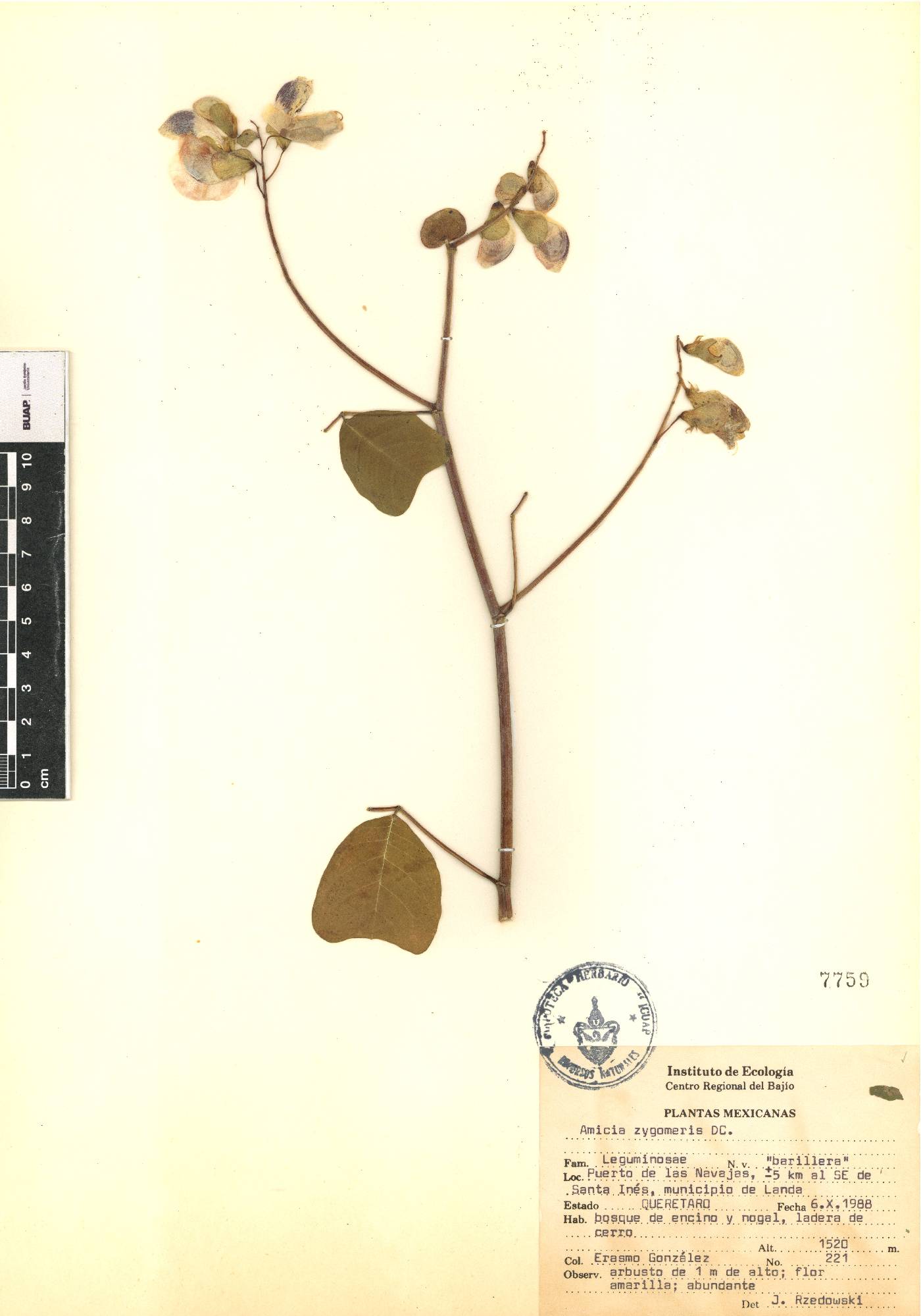 Amicia zygomeris image