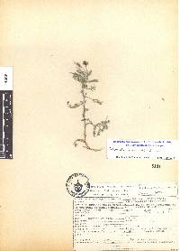 Astragalus hypoleucus image