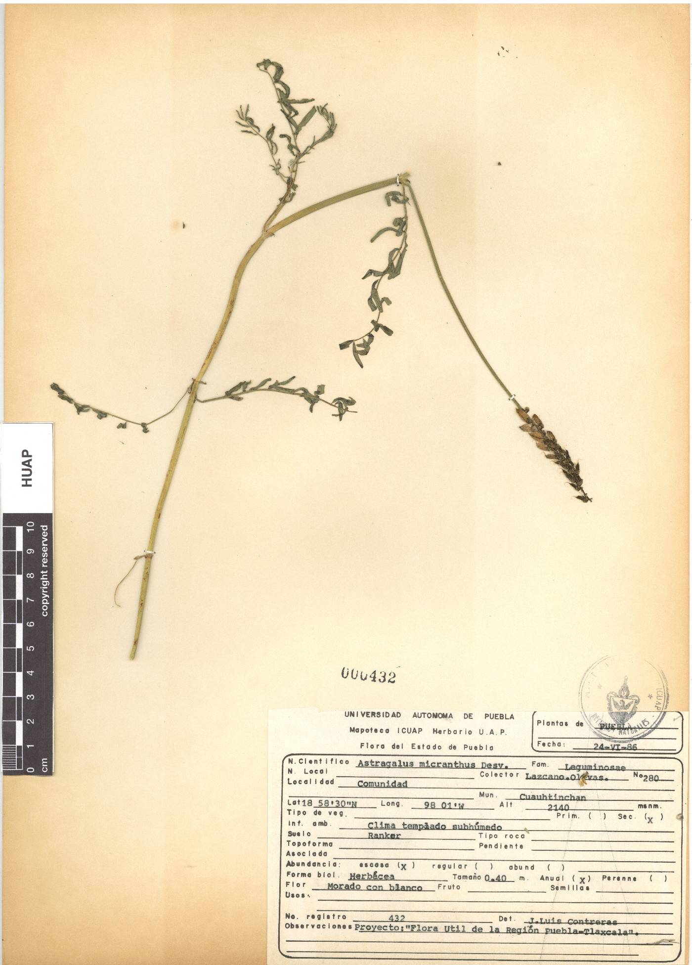 Astragalus micranthus image