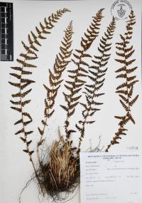 Woodsia mollis image