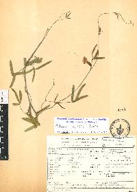 Cologania angustifolia image